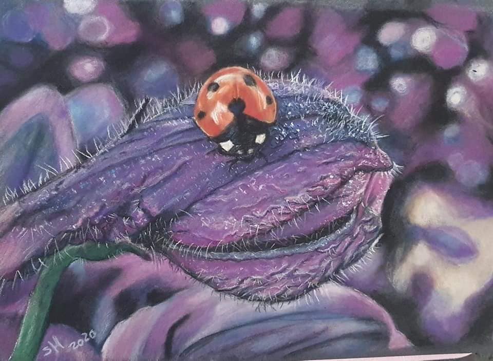 Tekening van lieveheersbeestje zittend op een blad