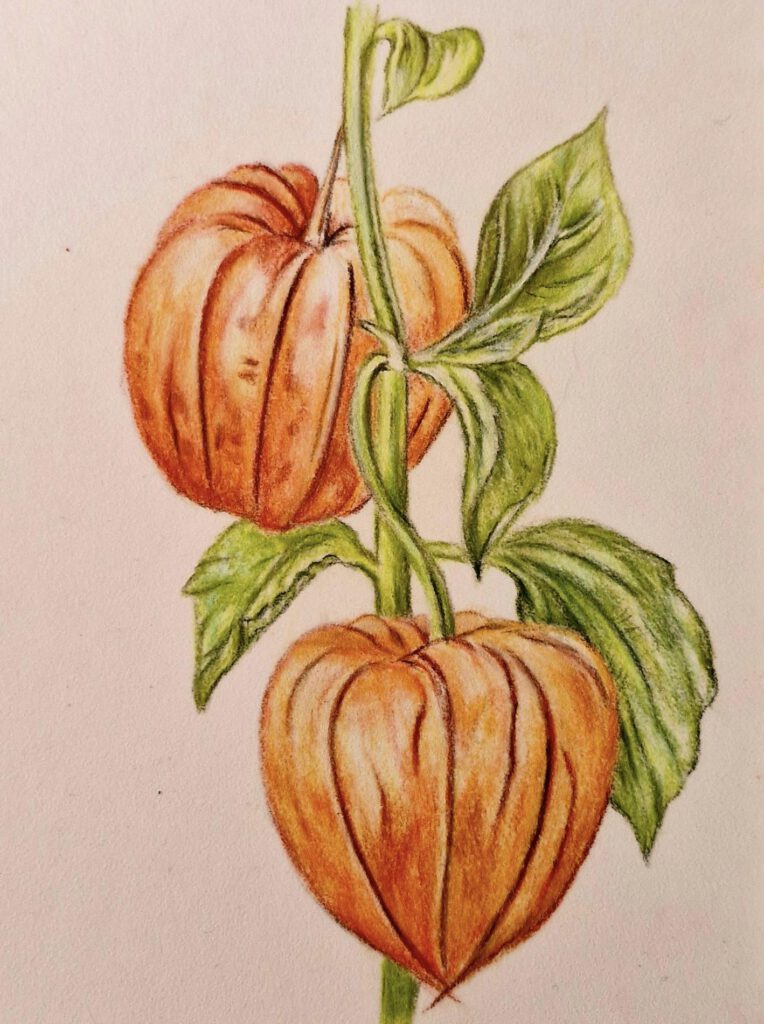 Tekening van plant met vruchten