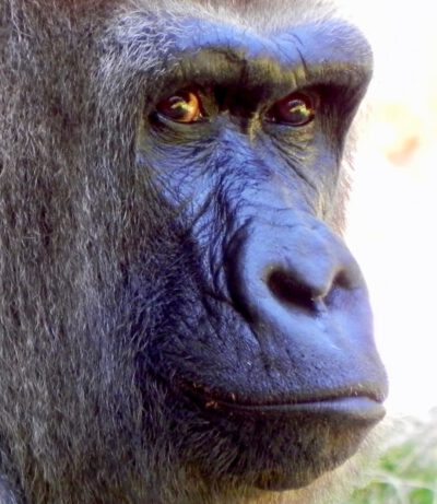 middagworkshop 'join me' papagaai macaw 16 mei Middagworkshop 'Join me' Aap 14 November 2025