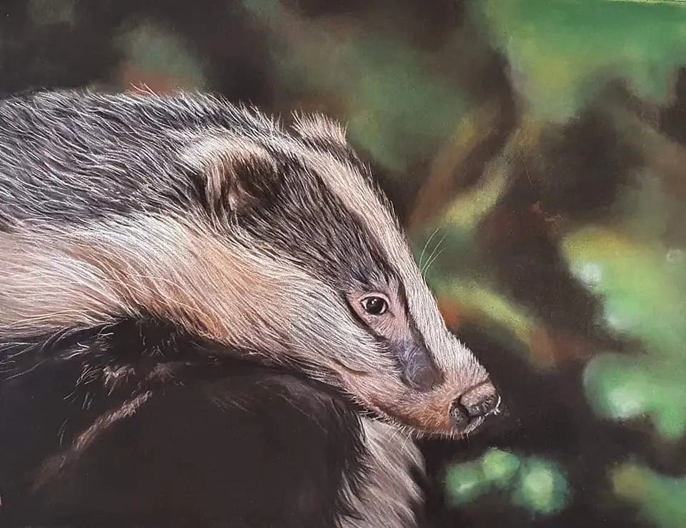 Tekening gemaakt van een Das