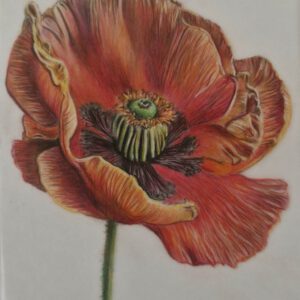 dagworkshop ´ papaver op drafting film met kleurpotloden´ 10 januari 2026 Dagworkshop ´ Papaver op drafting film met kleurpotloden´ 10 Januari 2026