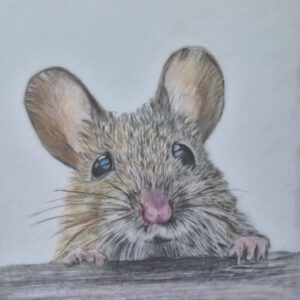 Middag workshop ´miniatuur tekenen met kleurpotloden´  25 April