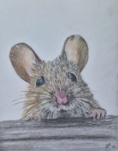 Middag workshop ´miniatuur tekenen met kleurpotloden´  25 April