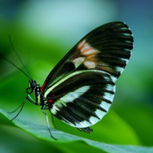 middagworkshop ''join me, butterfly' 20 maart 2026 Middagworkshop ''Join me Butterfly'  20 Maart 2026(VANAF 1 JANUARI TE BOEKEN)