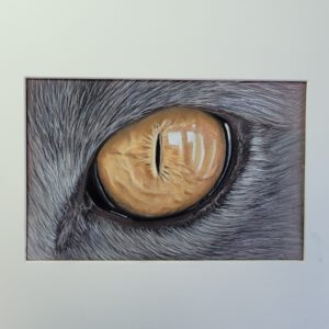 gratis online workshop kattenoog