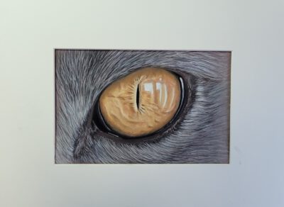 gratis online workshop kattenoog