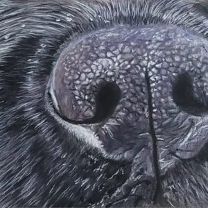 325429648_569235201400003_3947535615924563189_n Hondenneus