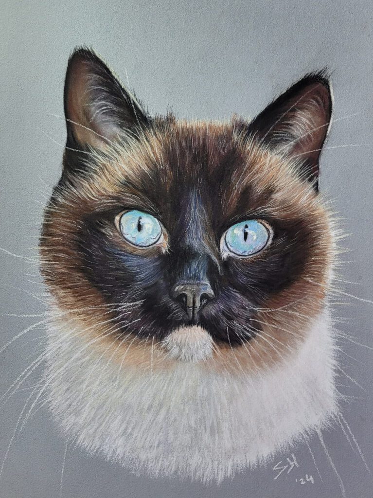 Kat getekend in opdracht, met prachtige blauwe ogen