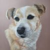 Dagworkshop ´Realistisch dieren tekenen met pastels´  16 Februari 2025