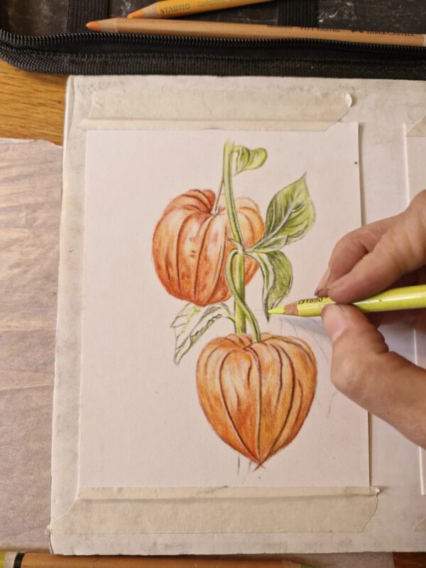 Middagworkshop 'Botanisch tekenen met pastel'  21 Maart 2025