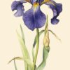 Middagworkshop 'Botanisch tekenen met pastel'  21 Maart 2025