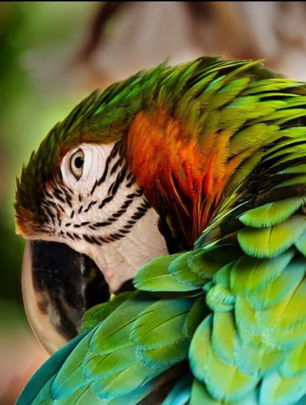Middagworkshop 'Join me' Papagaai Macaw 16 Mei