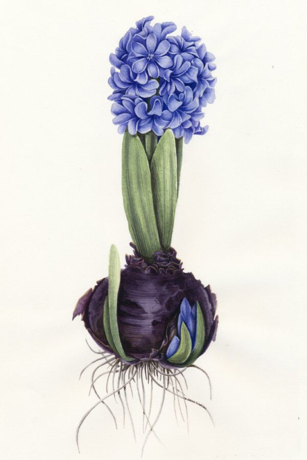 Middagworkshop 'Botanisch tekenen met pastel'  21 Maart 2025
