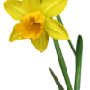 Middagworkshop 'Botanisch tekenen met pastel'  21 Maart 2025