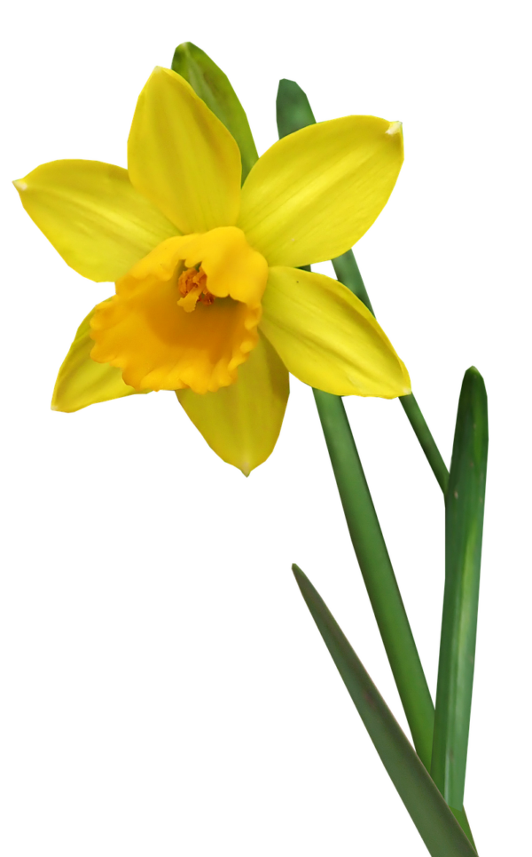 Middagworkshop 'Botanisch tekenen met pastel'  21 Maart 2025