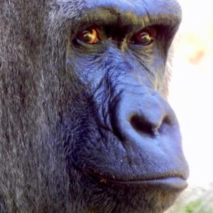 Middagworkshop 'Join me' Aap 14 November 2025