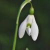 Middagworkshop 'Botanisch tekenen met pastel'  21 Maart 2025