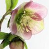 Middagworkshop 'Botanisch tekenen met pastel'  21 Maart 2025