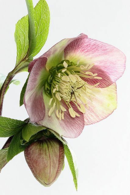 Middagworkshop 'Botanisch tekenen met pastel'  21 Maart 2025