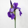 Middagworkshop 'Botanisch tekenen met pastel'  21 Maart 2025