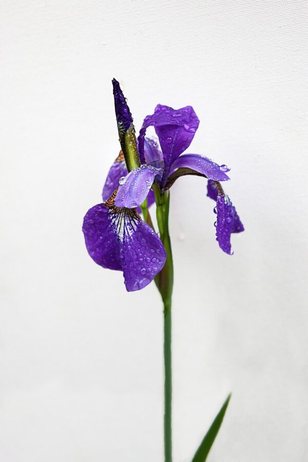 Middagworkshop 'Botanisch tekenen met pastel'  21 Maart 2025