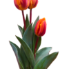 Middagworkshop 'Botanisch tekenen met pastel'  21 Maart 2025