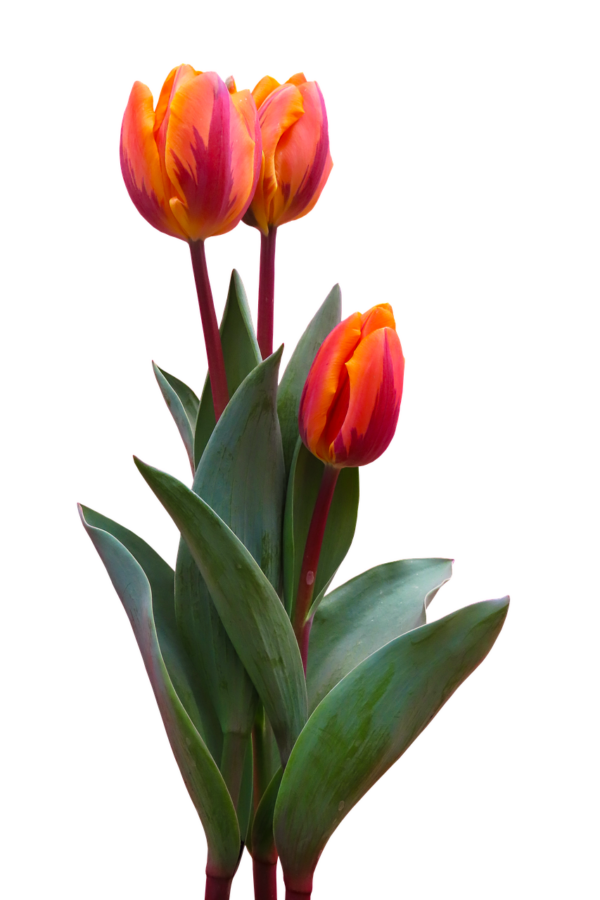 Middagworkshop 'Botanisch tekenen met pastel'  21 Maart 2025