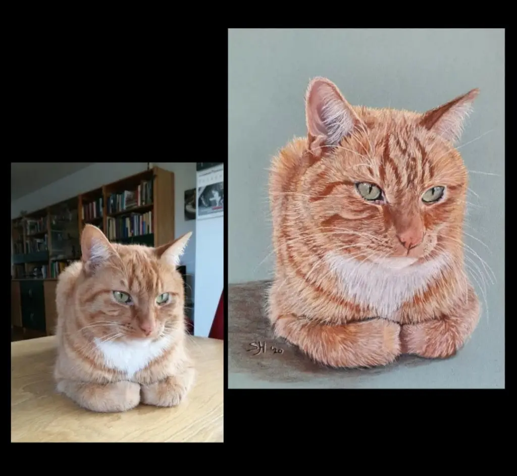 Freek de kat getekend