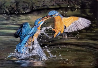 Wenskaart { IJsvogels }