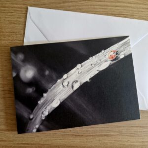 Wenskaart { Lieveheersbeestje }