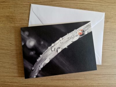 Wenskaart { Lieveheersbeestje }