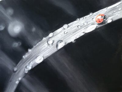 Wenskaart { Lieveheersbeestje }