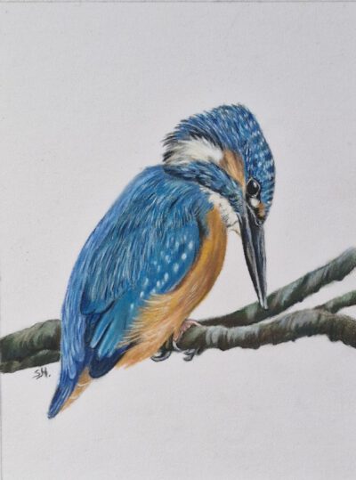 Wenskaart { IJsvogeltje }