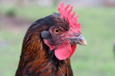 Paasspecial 3 April  'Happy easter' met High Tea (VANAF 1 JANUARI TE BOEKEN)