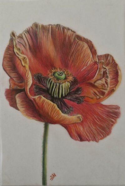 Dagworkshop ´ Papaver op drafting film met kleurpotloden´ 10 Januari 2026