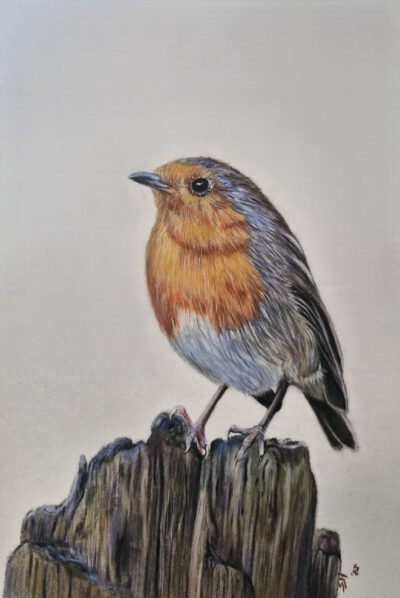 Wenskaart { Roodborstje }