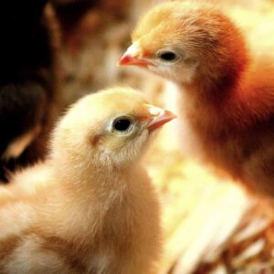 Paasspecial 3 April  'Happy easter' met High Tea (VANAF 1 JANUARI TE BOEKEN)