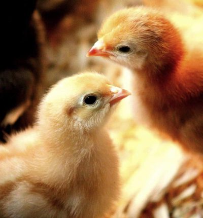 Paasspecial 3 April  'Happy easter' met High Tea (VANAF 1 JANUARI TE BOEKEN)