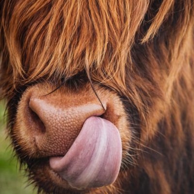 Middagworkshop Join me 'nosey'  20 Februari 2026