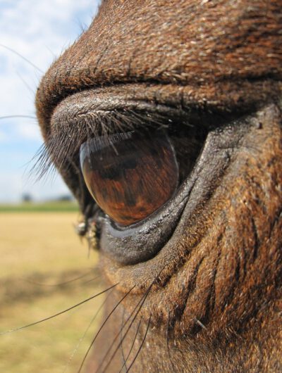 Middagworkshop Join me 'Horse eye'  20 Februari 2026 (VANAF 1 JANUARI TE BOEKEN)