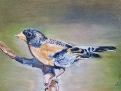 roodborstje (kopie) Keep