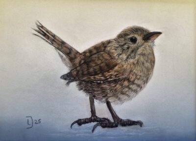 keep (kopie) winterkoninkje