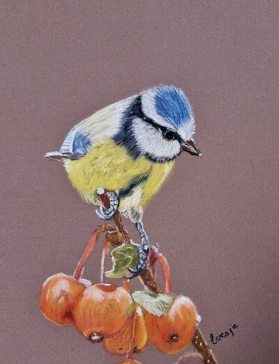 specht (kopie) Pimpelmees