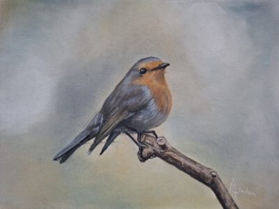 roodborstje Roodborstje