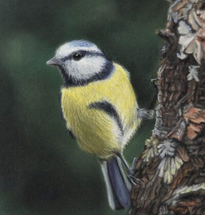 winterkoninkje (kopie) Pimpelmees