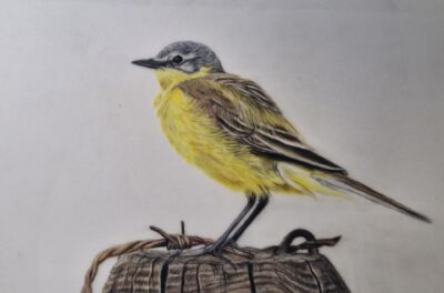 gele kwikstaart Gele kwikstaart