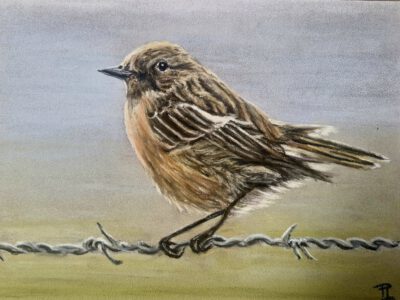 roodborsttapuit Roodborsttapuit