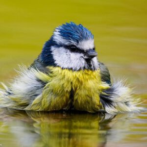 Middagworkshop ''Join me" Pimpelmeesje 12 Juni 2026