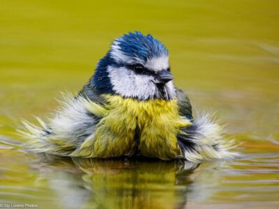 middagworkshop ''join me" pimpelmeesje 12 juni 2026 (vanaf 1 januari te boeken) Middagworkshop ''Join me" Pimpelmeesje 12 Juni 2026