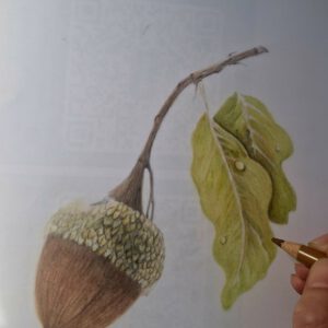 Middagworkshop ´ Eikeltje op drafting film met kleurpotloden´ 23 Oktober 2026